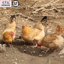 (Yan Luo Valley _ old hen)Farm self-raised grass chicken Free-range soil chicken walking chicken old hen Shunfeng