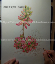 Buyers Picture Pure Hand Painted Lead Painting Hand Painted Succulent Flesh Rainbow Jade
