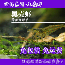 Black shell shrimp Ornamental shrimp Live pet shrimp grass tank Algae removal shrimp clean shrimp Black shell shrimp free packaging