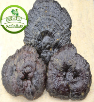 Yunnan semi-wild grown black Ganoderma lucidum Sessile purple Ganoderma Lucidum 500 grams 1 kg ground Ganoderma lucidum powder Dafei Changbai Mountain Ganoderma Lucidum