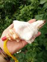 Natural screw shell whistle whistle screw screw shell crafts creative childrens toy gift