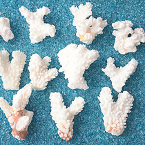 Natural white coral fish tank coral landscaping aquarium decoration coral home decoration coral branch