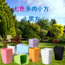 Small black side Multi-meat plastic flower pot small square flower plate multi-meat plant pot color cost-effective square pot