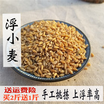 Chinese herbal medicine floating wheat 500g antiperspirant new goods night sweats wheat Swamp help sleep and licorice jujube tea