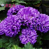 Romance Lovers Great Floral Chrysanthemum Seeds All Season Flower Seeds Great Liflowers Disease Resistance Fall Easy To Grow Seed Seeds