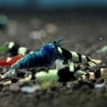 F9 Gene Blue King Kong Gene Shrimp Crystal Shrimp Live Ornamental Shrimp Pet Shrimp Black Crystal Shrimp Live Rice Shrimp