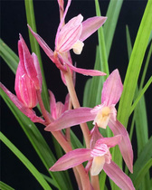 Junjun Lanyuan orchid seedlings potted good delivery spring sword elegant female leakage wind leakage natural cultivation