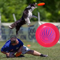 Frisbee dog with Frisbee side pastoral Frisbee long distance game UFO golden hair Ala Frisbee dog long distance plate