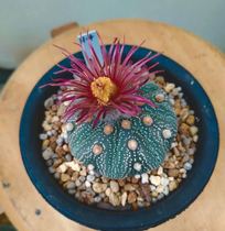 Planet is a red flower Showa and thick red red red flower pocket