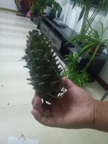 Superb Tower Shinta Matsuta Matsuta Matsuzata pine tarpine pines Pine Tarsquirrel 3