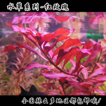 Water plant~Aquarium water plant~Aquarium water plant~Red apple red rose grass~Red heart round leaf grass~Goldfish real water plant