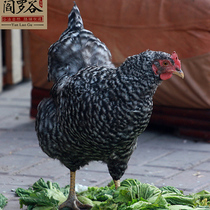 (Yan Luo Valley _Luhua old hen) Farm authentic free-range free-range soil chicken grass chicken fresh mountain forest stupid chicken