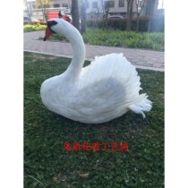 Simulation swan feather swan ornaments White Swan model photography wedding Swan background props