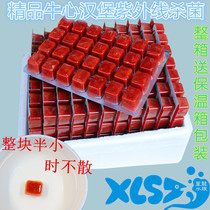 Bull Hearts Burger Frozen Fish Food Seven Colorful Gods Rohan Parrot Ornamental Fish Pink feed Frozen Bull Hearts