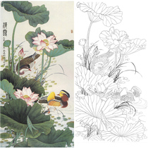Gongbi painting white sketch background Lotus mandarin Duck Jin Hongjun physical hook line print draft 66*126 with color map 116T