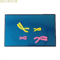 33305 Reduction of the Chromosome Change Model Components Magnetic 280 * 180mm Bioteaching Instruments