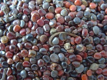 Traditional Chinese medicine herbs zhi ju zi Hovenia dulcis Thunb 500