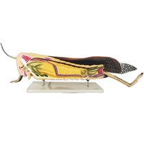 J3210 Locust Anatomical Amplification Model Bio Teaching Instrument Teaching Aids
