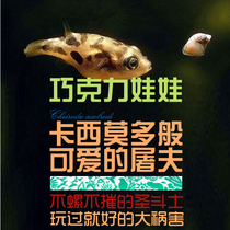 South American water group Chocolate va-fish living fish tool Fish in addition to spirofish grass-cylinder fish ornamental fish tropical fish living