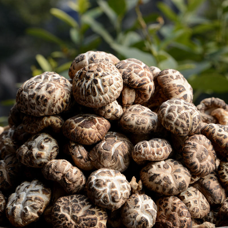 (Xiaoqianshan Zhen) Northeast specialty basswood flower mushroom half-pound pack