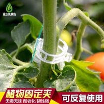 Jinnong melon fruit plant clip plastic tie Vine clip tie branch clip hanging vine clip clip Vine clip clip tomato clip Vine clip