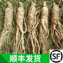 Shunfeng Changbai Mountain fresh ginseng with soil ginseng about 38 1kg Northeast ginseng ginseng