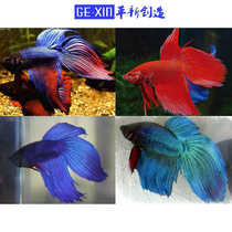 Thailand Betta Merlion king half moon Betta random delivery Tropical fish ornamental fish National express package live