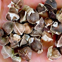 Moringa seeds imported from India Moringa Moringa Seed Selection 500g