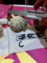 The planet is a miracle the Iwata sea star the miracle of the Life C