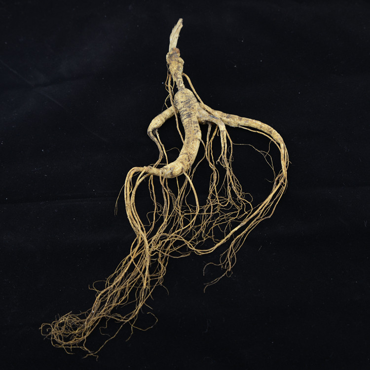 (Xiaoqian Shan Zhen)Changbai mountain ginseng about 20 years of forest ginseng special price mountain ginseng a single tree only 108