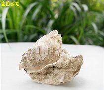 Fish pond natural filter material Oyster Shell oyster shell (koi pond filter material) stable pH value 500g