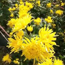 Chrysanthemum tea Drinking golden silk chrysanthemum can clear liver and improve eyesight