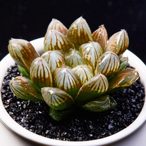 Black muscle Jade Dew twelve rolls of succulent plant radiation protection green plant flower desktop potted meat