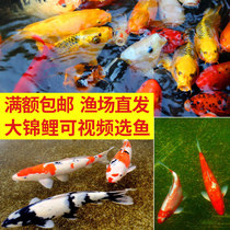 Big koi live ornamental fish Koi live fish Feng shui fish Gold red and white freshwater cold water fish Dragon Phoenix koi