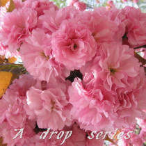 High Mountain Fresh Cherry Blossom Flowers Eight Heavy Cherry Blossom Cherry Blossom Flowers in early 4 year Flowering Cherry Blossom Pure Dew floral material Raw materials