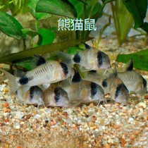 ① Benthic fish live cleaning fish tool fish Panda mouse Pearl mouse Coffee mouse Pepper mouse mouse mouse mouse fish