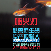 South American Water Jet Fire Lamp Corfish Orange Sail Dreamy Flag Group Cruise Fish Small Tropical Fish Live Fish Grass cylinder fish