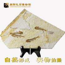 Liaoxi paleontology wolf fin fish fossil specimen original plate Ornamental strange stone decoration Animal fossil fish original stone bracket