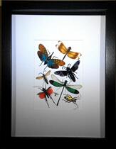 Butterfly language: imported insect specimens mix and match with frame true insects Europe and the United States big name simple style high-end customization