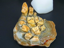 Fengyuan boutique horse tooth stone Silver root classic shape Alxa Gobi Agate stone ornamental stone Rough stone E