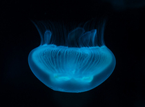 NF AUDIO freight replenishment baby Special Order not shipped