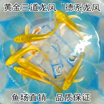 Platinum Detetrain Longfeng cold-water fish ornamental fish gold Three Dragons Platinum Sparkling Gold gold Detetrain Dragon Anchovies Carp