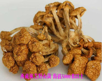  Tibet Nyingchi wild mountain mushroom Small yellow mushroom above 5000 meters above sea level mushroom long-legged mushroom soup a must matsutake