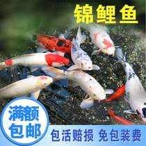 Koi live ornamental fish Live fish Freshwater cold water fish Lucky Feng Shui fish Small fry Purebred Koi goldfish