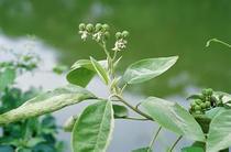 Fresh wild fake tobacco wild tobacco eggplant soil tobacco root heat heat prickly heat itch take a bath Chinese herbal medicine