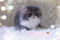 Race-level CFA lineage blue and white female exotic long-haired cat Persian Cat Exotic short-haired cat Garfield has arrived at a new home