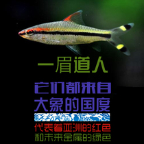 South American water ethnic one brow red brow red brow people light corpoon fish tropical fish tropical fish grass cylinder fish living fish