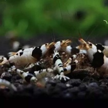 Black and white crystal shrimp tiger tooth balls Black crystal shrimp Ornamental shrimp Pet shrimp Live rice shrimp
