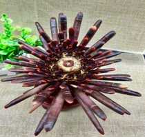 38 yuan sea bile shell sea bile 3 one 8cm glass terrace decoration fish tank features