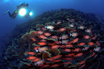 Photography Canon 5D3 underwater observed in music diving